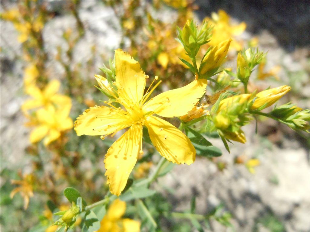Hypericum cfr. perforatum